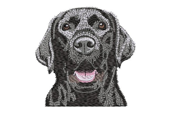 Labrador Retriever Black Lab: A Designer’s Review