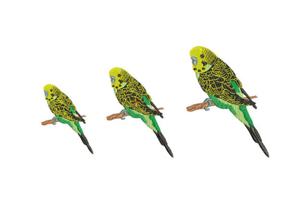 Parakeet Bird: A Designer’s Review for Small Business Merch